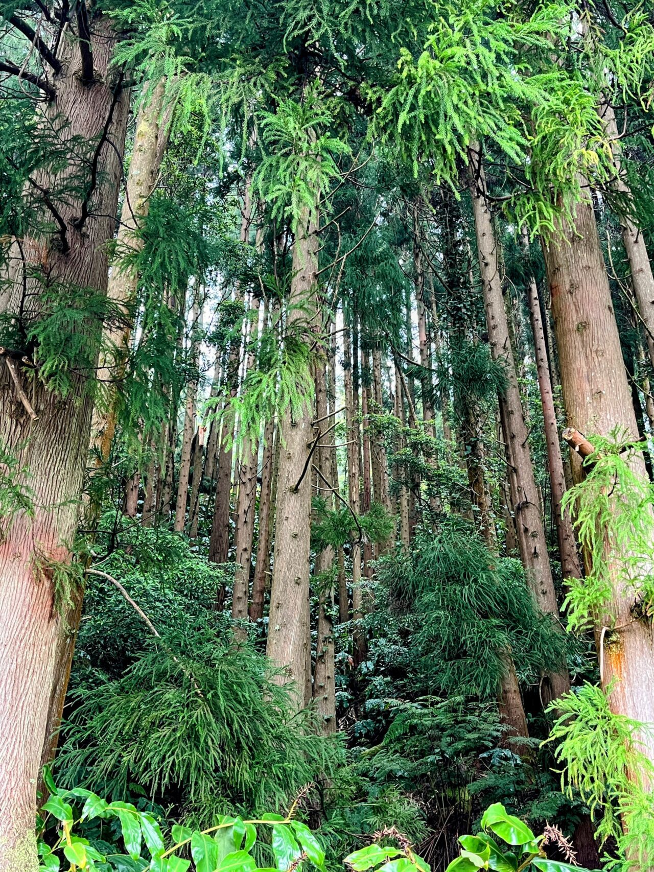 wanderung_agua_do_alta_levada_lagao_do_fogo_