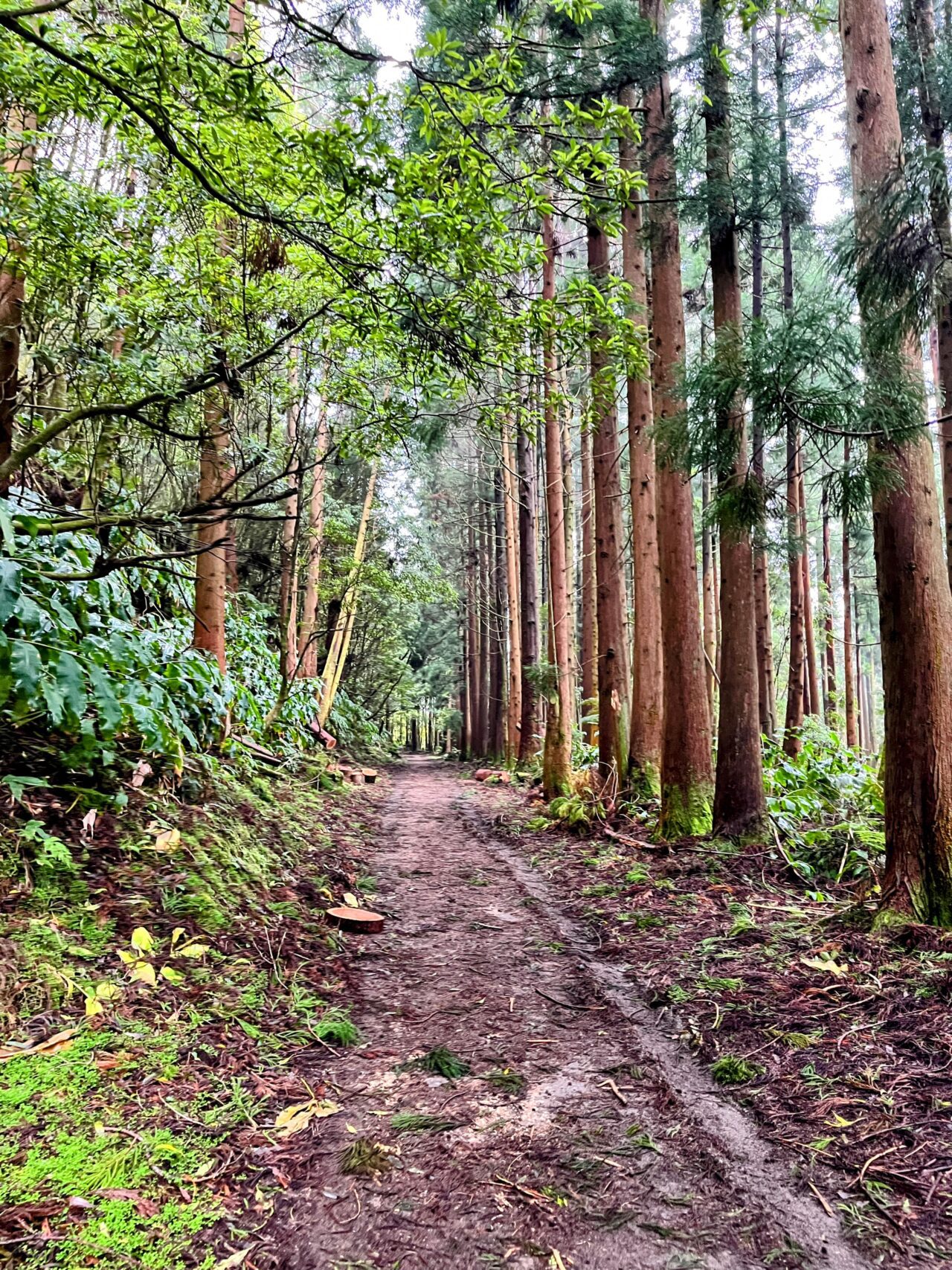 wanderung_agua_do_alta_levada_lagao_do_fogo_