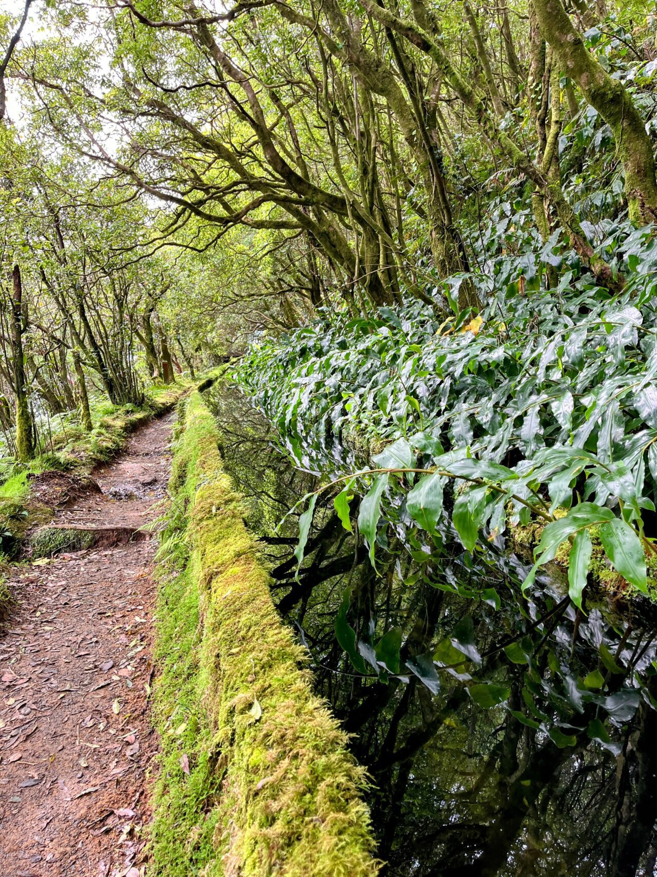 wanderung_agua_do_alta_levada_lagao_do_fogo_