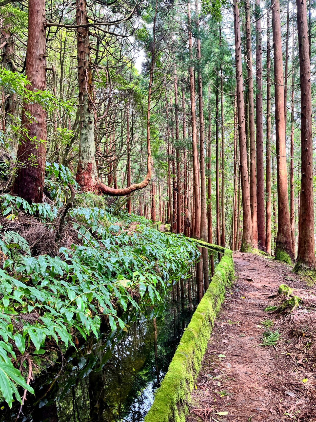 wanderung_agua_do_alta_levada_lagao_do_fogo_