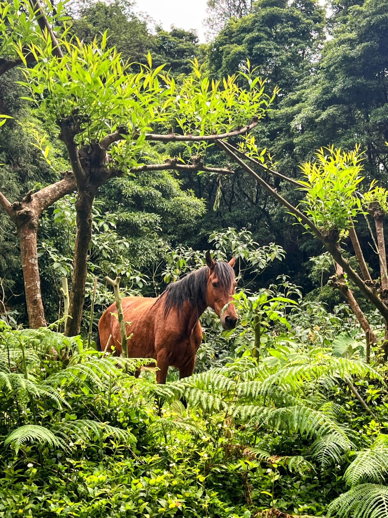 wanderung_agua_do_alta_levada_lagao_do_fogo_