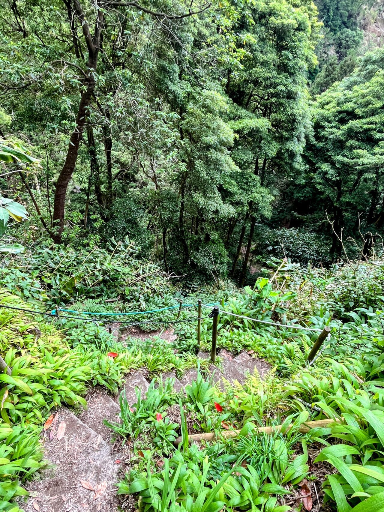 wanderung_agua_do_alta_levada_lagao_do_fogo_