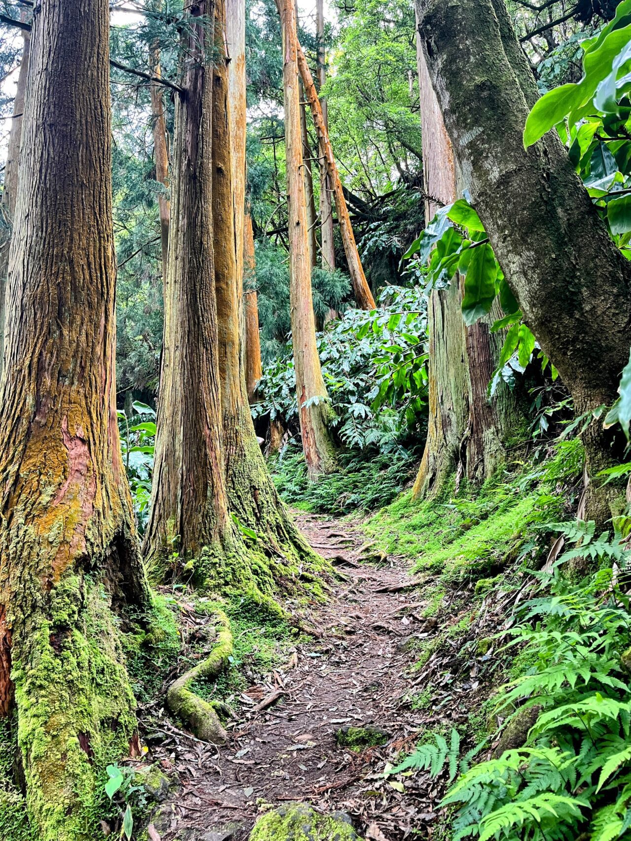 wanderung_agua_do_alta_levada_lagao_do_fogo_