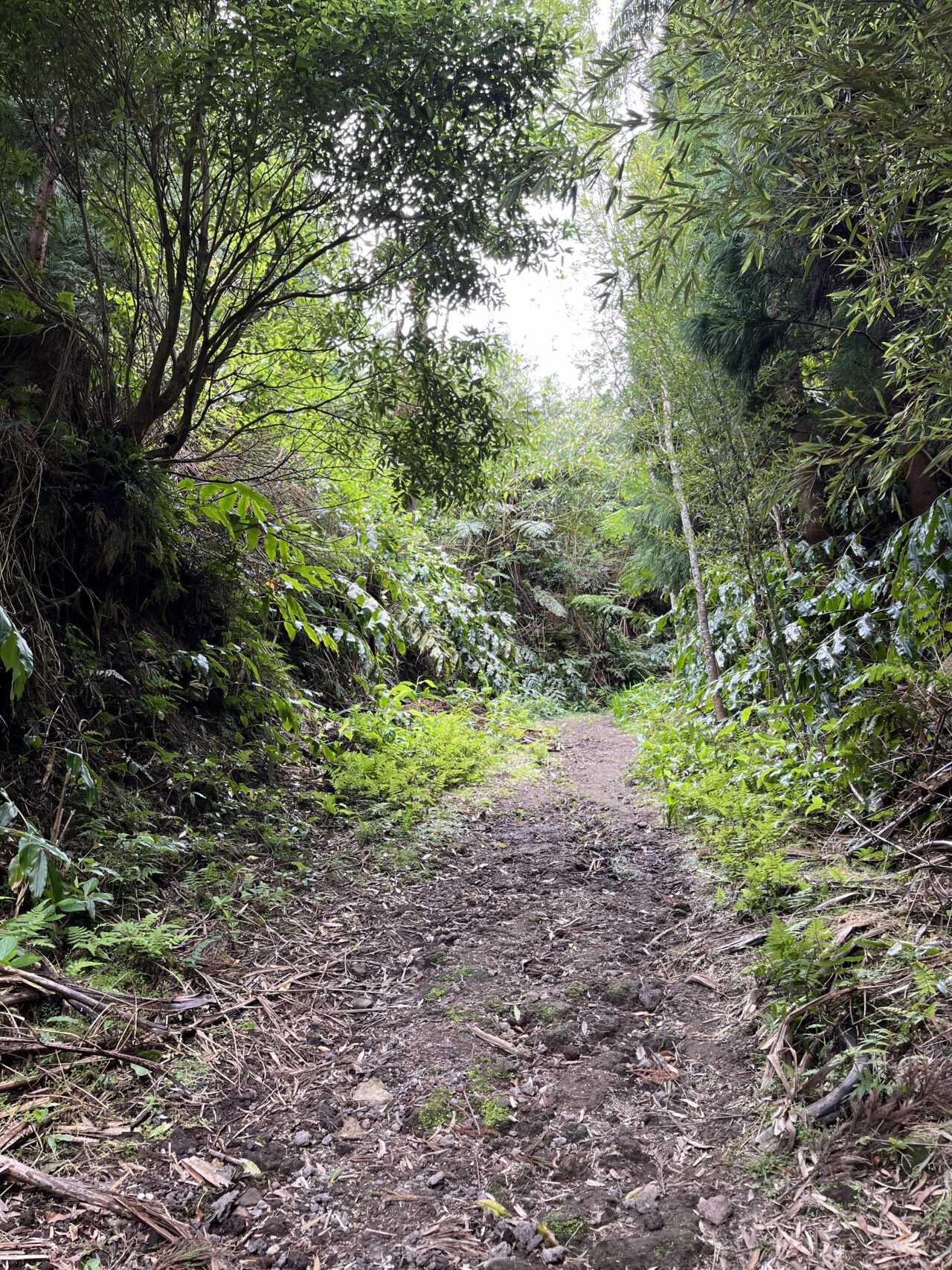 wanderung_rund_um_den_lagoa_das_furnas_PRC06_SMI_