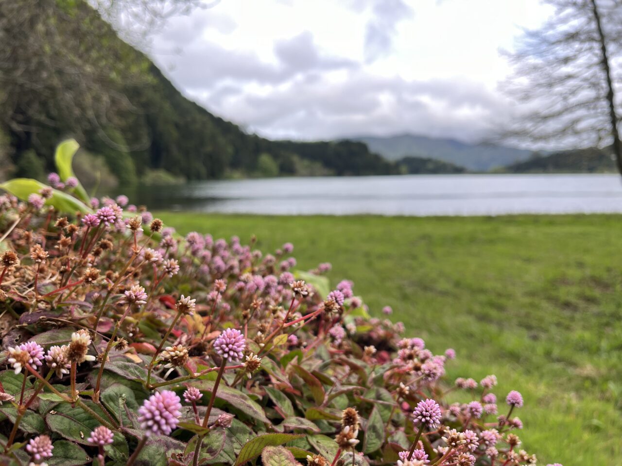 wanderung_rund_um_den_lagoa_das_furnas_PRC06_SMI_