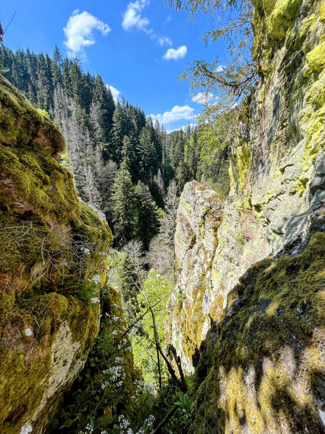 wanderung_schluchtensteig_etappe_2_wutachmuehle_lenzkirch_