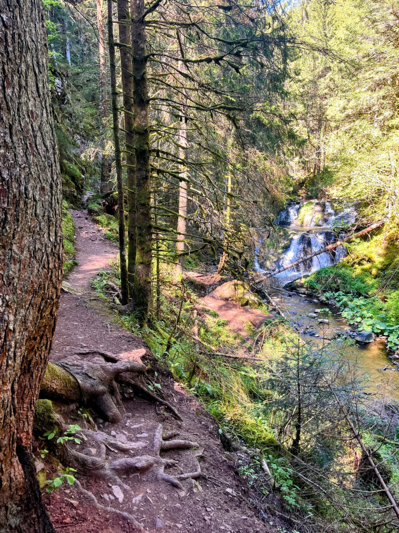 wanderung_schluchtensteig_etappe_2_wutachmuehle_lenzkirch_