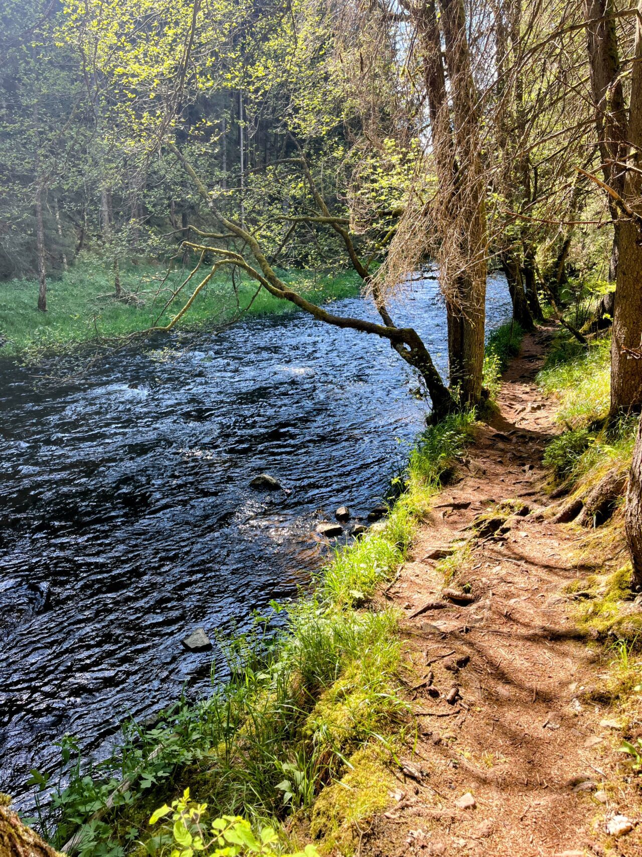 wanderung_schluchtensteig_etappe_2_wutachmuehle_lenzkirch_