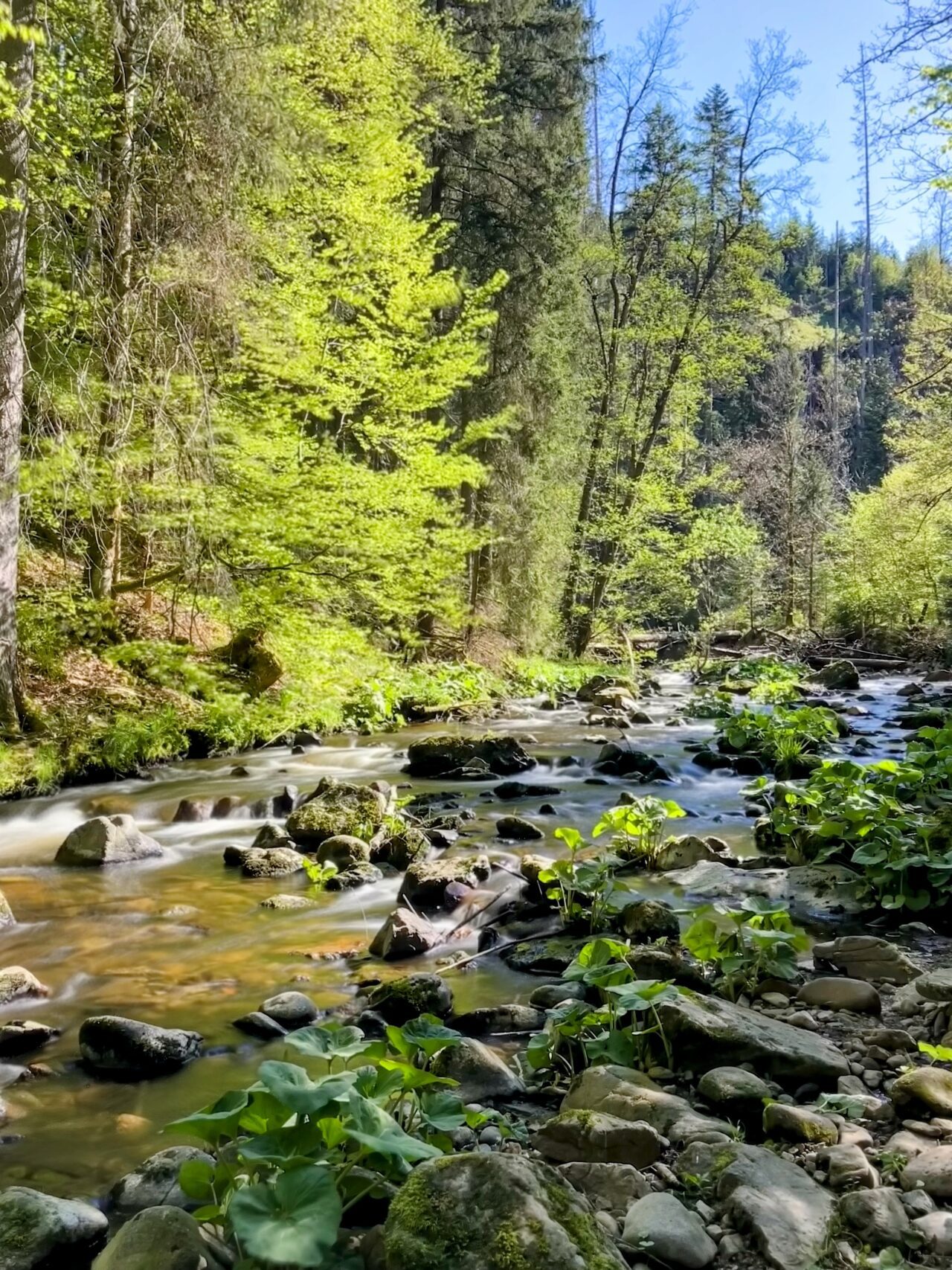 wanderung_schluchtensteig_etappe_2_wutachmuehle_lenzkirch_