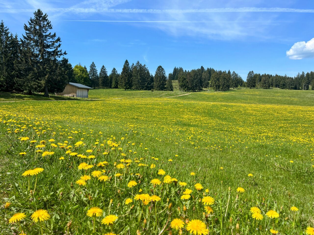 wanderung_schluchtensteig_etappe_4_st_blasien_todtmoos_