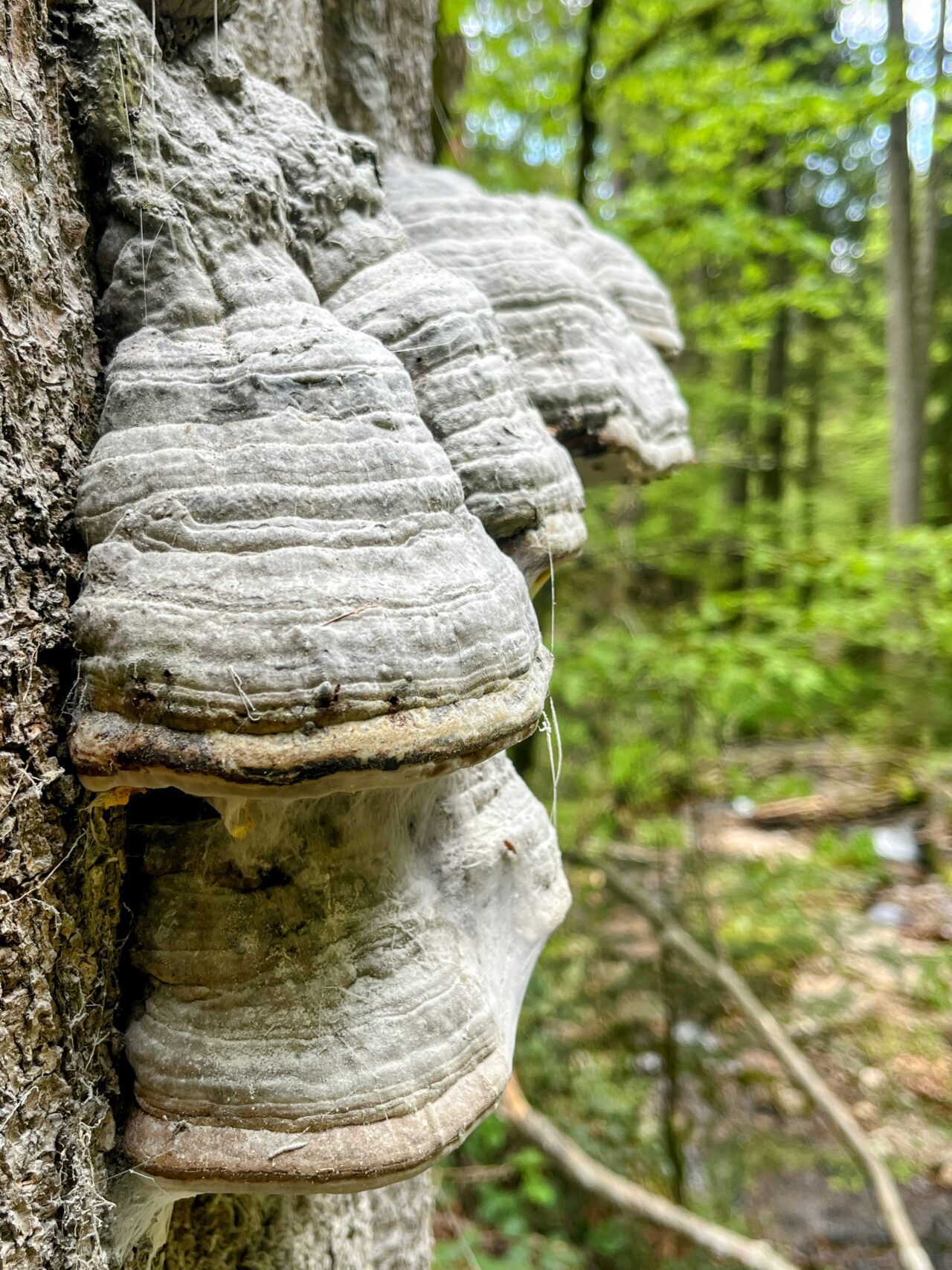 wanderung_schluchtensteig_etappe_4_st_blasien_todtmoos_