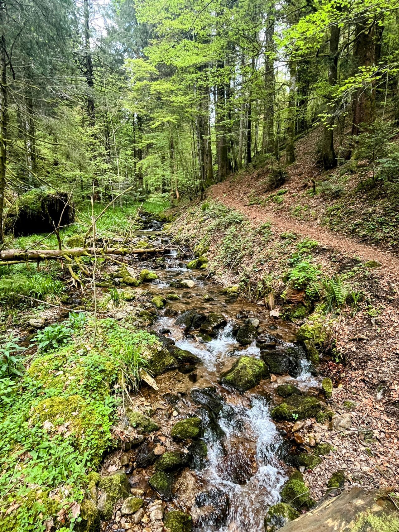 wanderung_schluchtensteig_etappe_4_st_blasien_todtmoos_