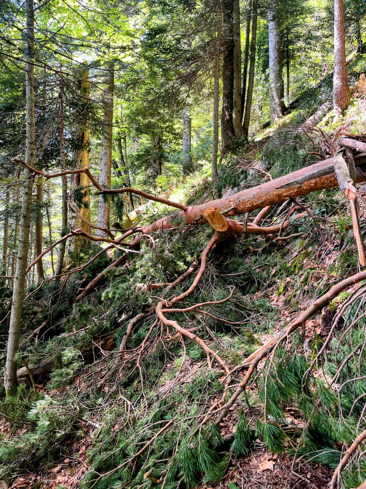 Wanderung_Brunnen_Urmeliberg_timpel_