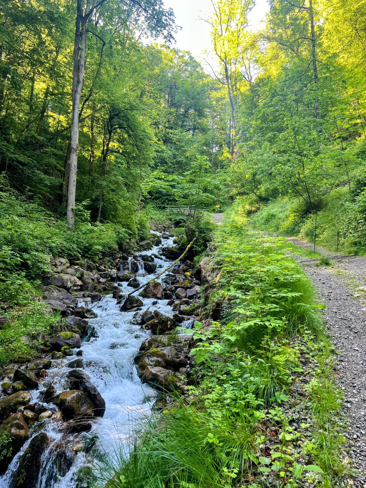 wanderung_unterterzen_tannenboden_