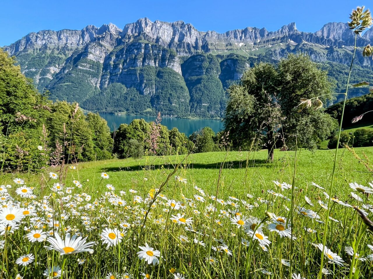 wanderung_unterterzen_tannenboden_