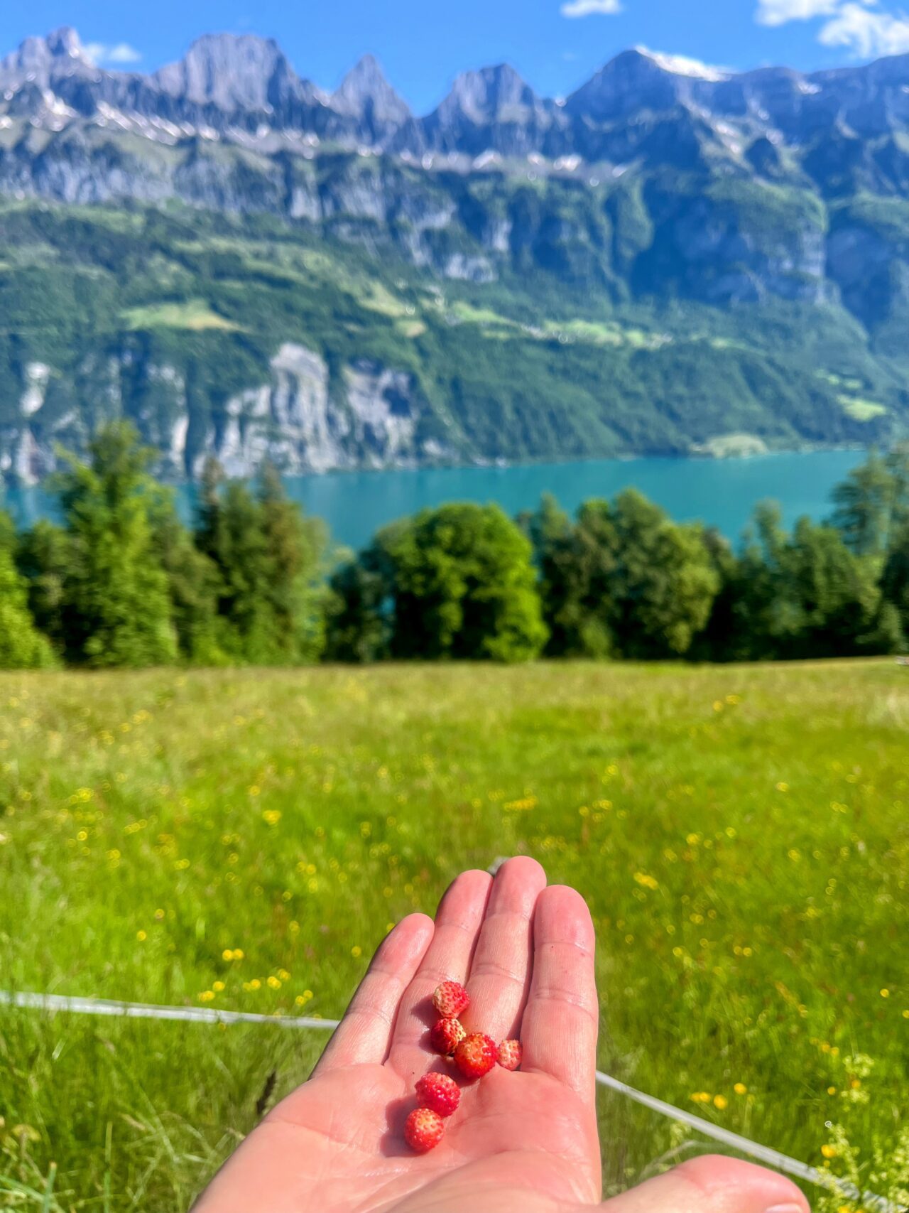 wanderung_unterterzen_tannenboden_