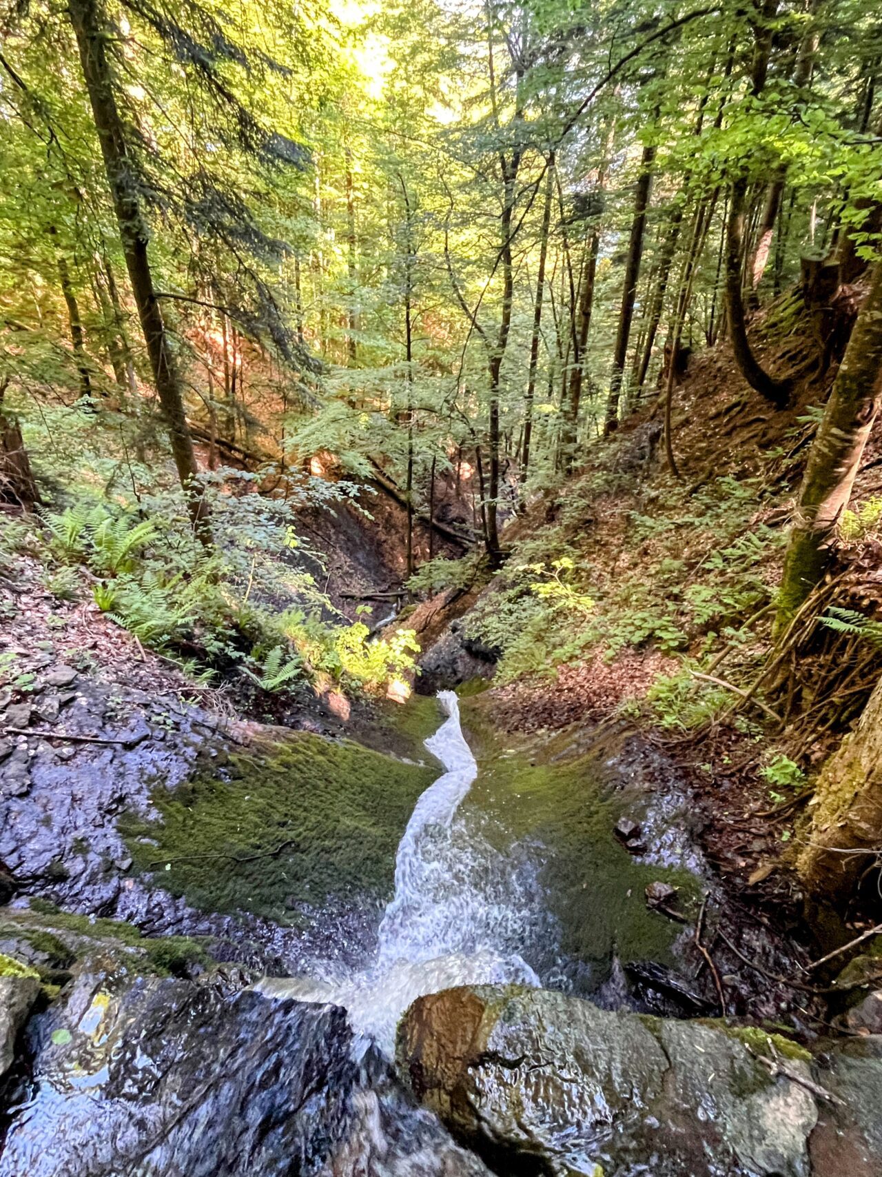 wanderung_unterterzen_tannenboden_