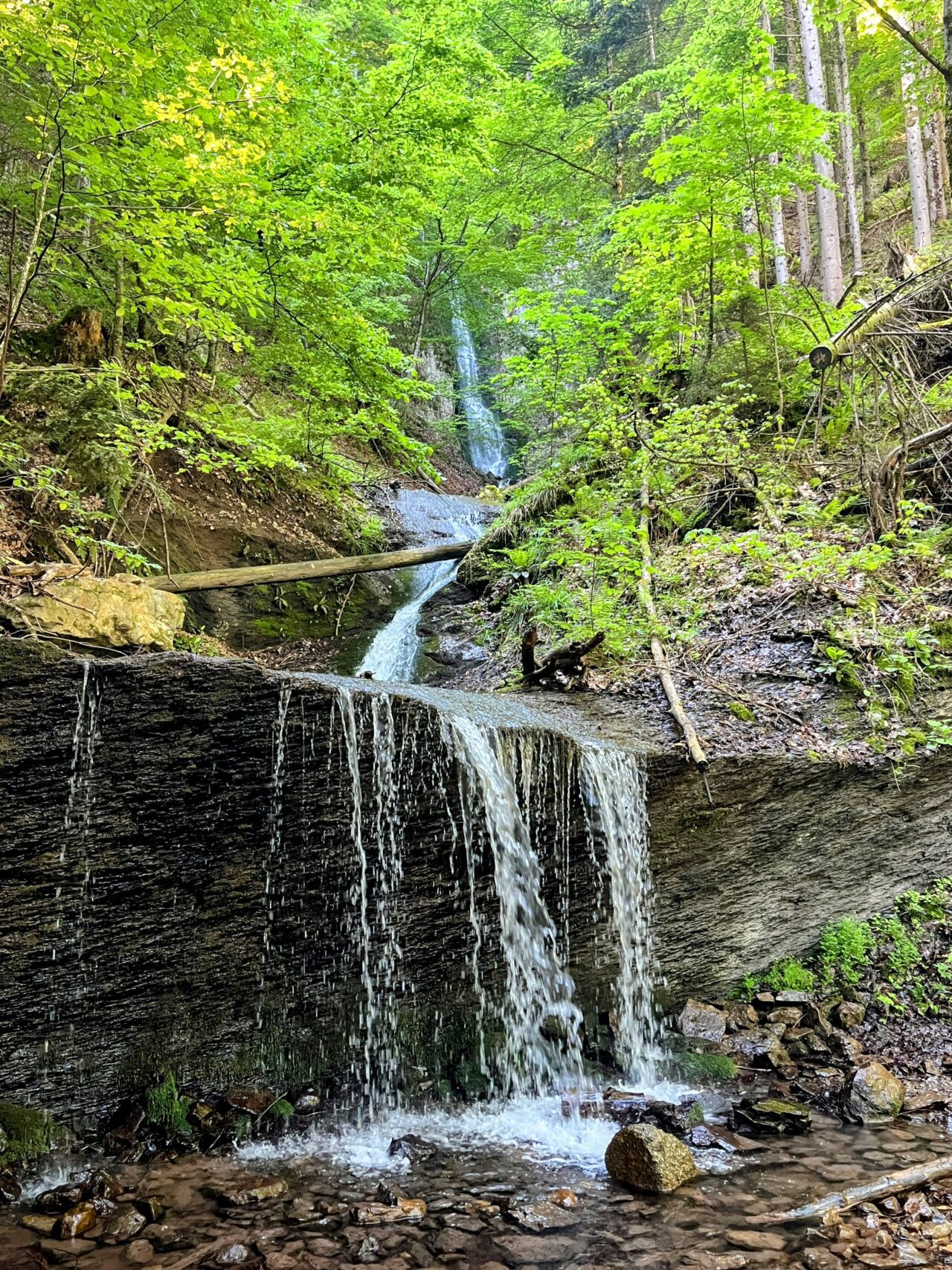 wanderung_unterterzen_tannenboden_