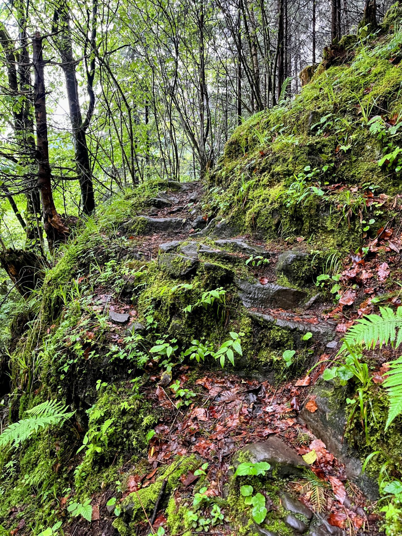 wanderung_hintere_unteriberig_stoos_fronalpstock_