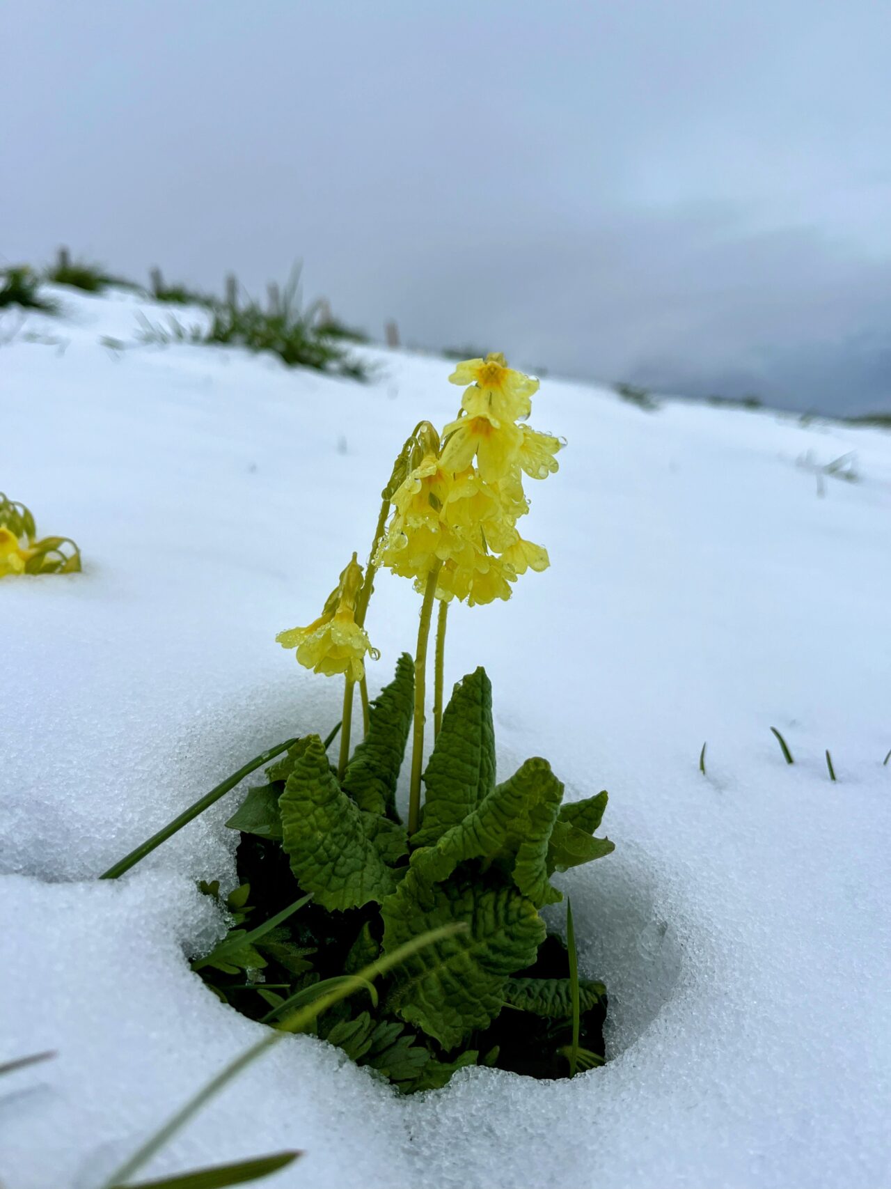 wanderung_hintere_unteriberig_stoos_fronalpstock_