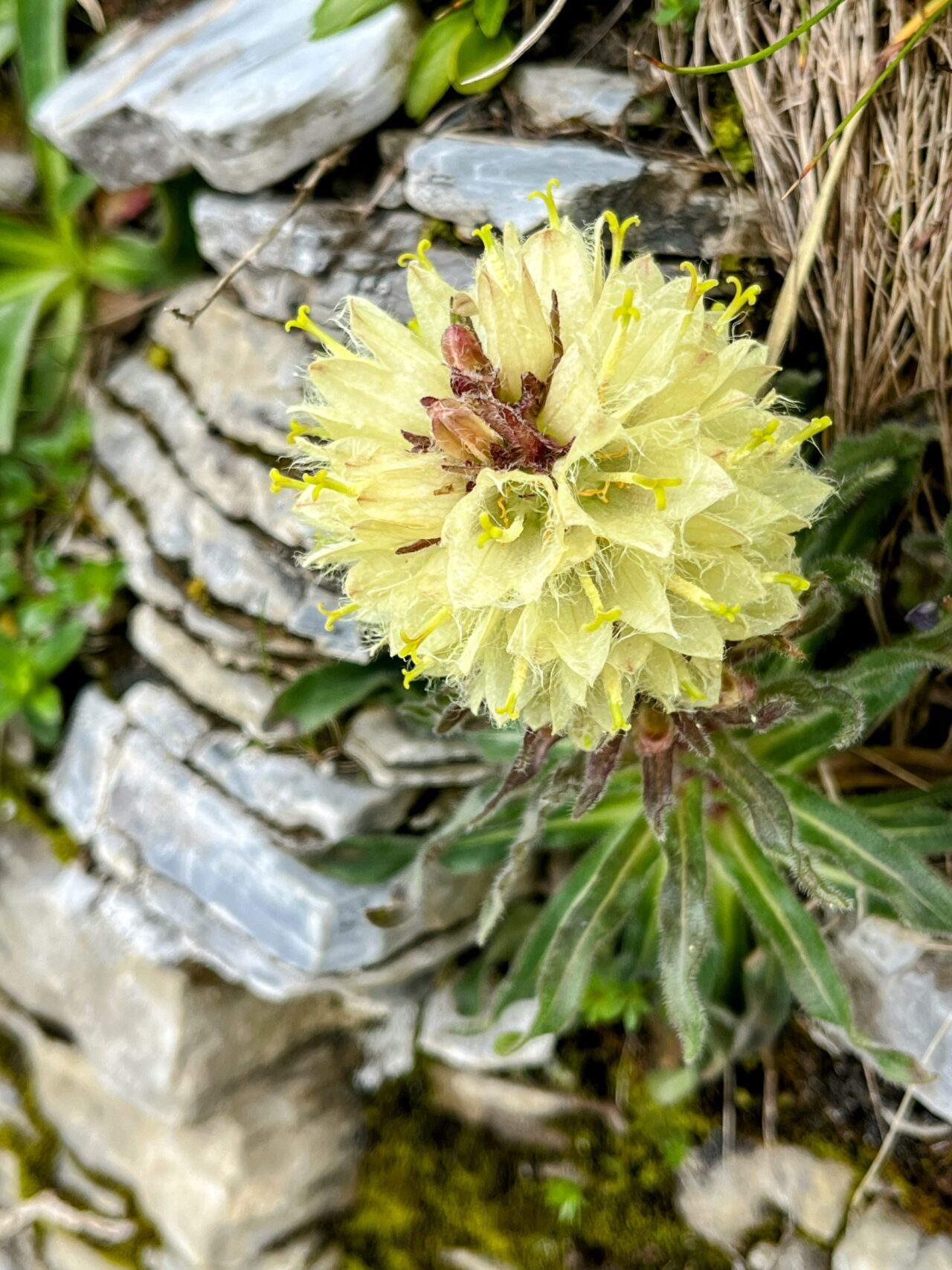 tälli_klettersteig_