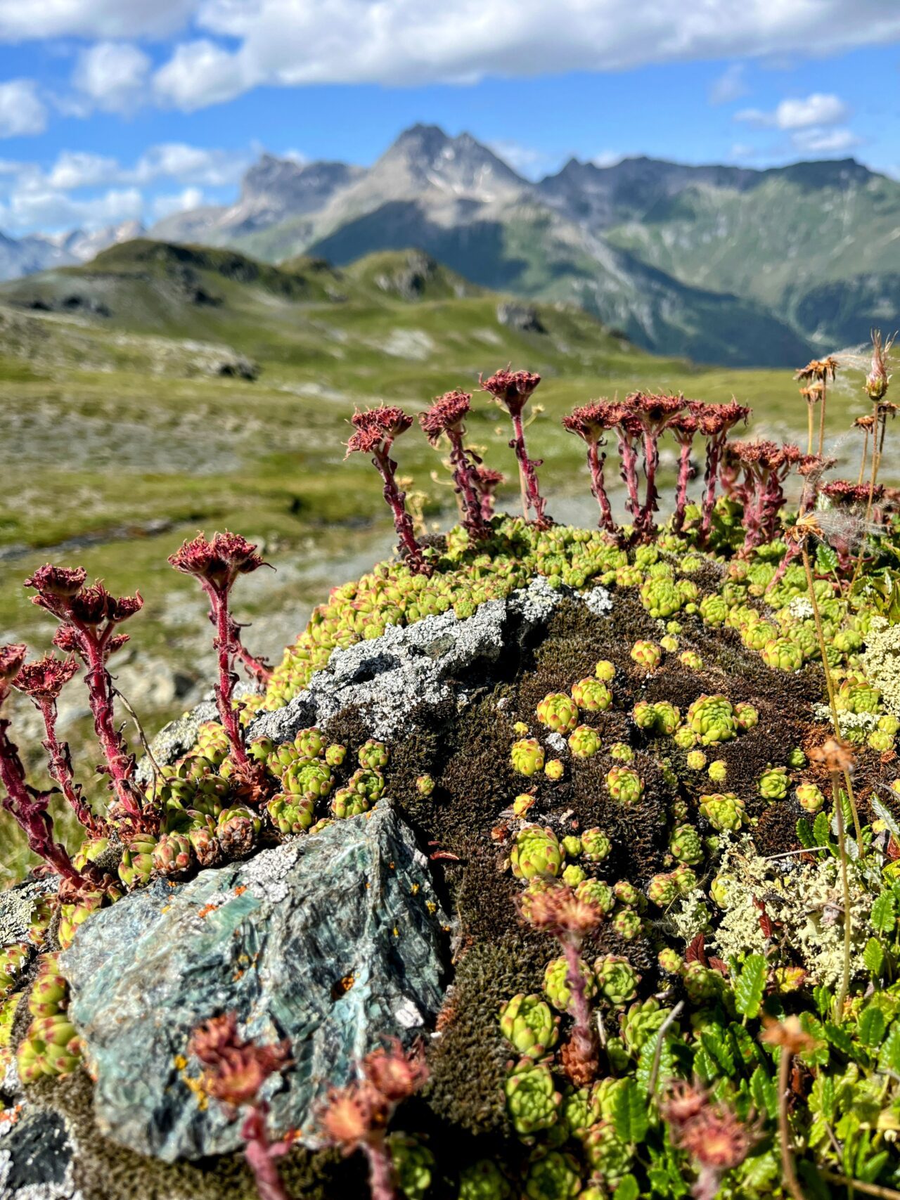 wanderung_parc_ela_trek_alp_flix_alp_d_err_